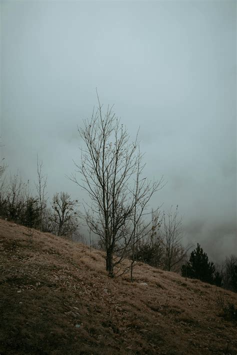 cloudy forest  stock photo