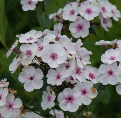 G Rtnerei Staudenspatz Phlox Paniculata Zauberspiel Hoher Sommer Phlox