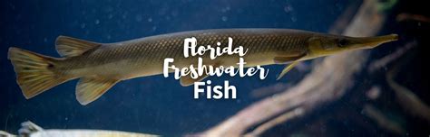 Freshwater Game Fish Species