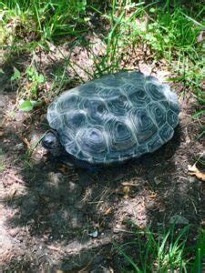 Margaret Wyman Sanctuary Orenda Wildlife Land Trust