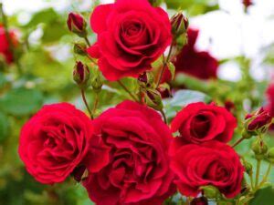 Nome Científico Da Rosa Vermelha - Arquétipo da Rosa Vermelha: Características, Lado Luz e Sombra.