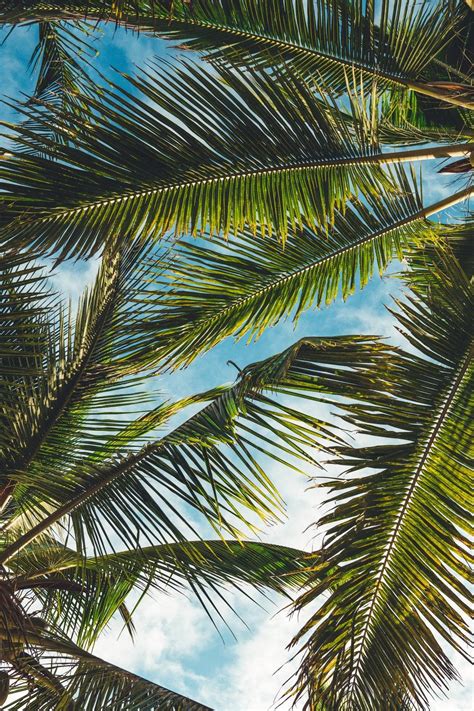 Iphone 4k Palm Trees Wallpapers Wallpaper Cave