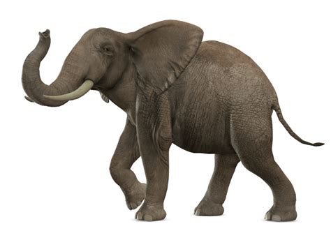 Elephant Walking Transparent Png Stickpng