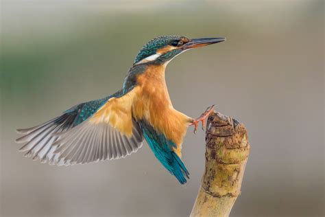 Giornata Della Biodiversit Safari Fotografico In Area Marina Protetta