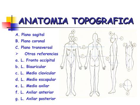 Anatomia Topografica Forense Aplicada A La Medicina Legal Ppt