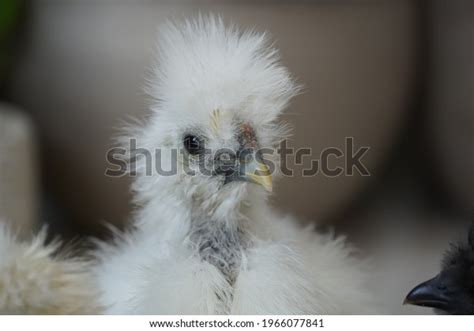 Naked Neck Silkie Showgirl Chicks White Stock Photo