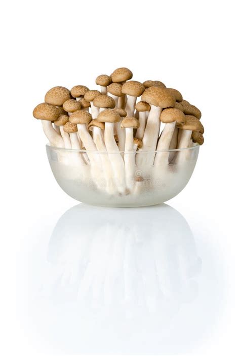 Brown Cup Mushroom Stock Image Image Of Object Poisonous 15337079