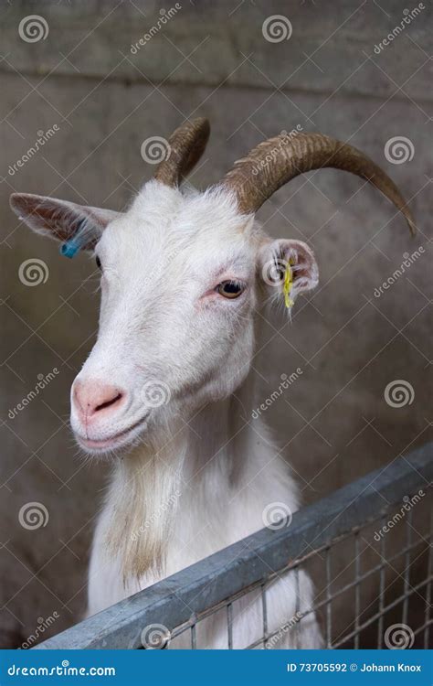 Anglo Nubian Goat Stock Photo Image Of Horns Brown 73705592