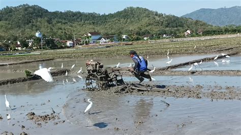 Part 2 Joki Traktor Sawah Di Datangi Burung Bangau Ada Aksi Lucunya