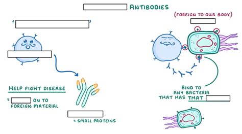 Biology - B3 - Monoclonal Antibodies Diagram | Quizlet