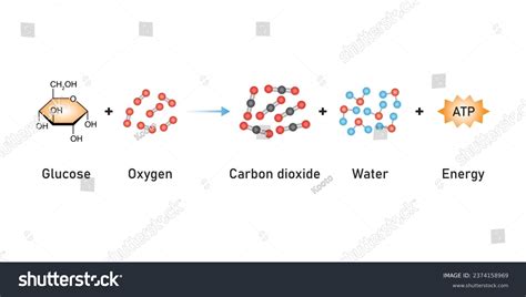 Cellular Respiration: Over 538 Royalty-Free Licensable Stock Vectors ...