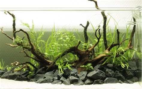 An Aquarium Filled With Plants And Rocks