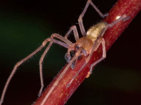 Yellow Sac Spider Bite Turns Woman's Finger Purple and Porcelain White ...