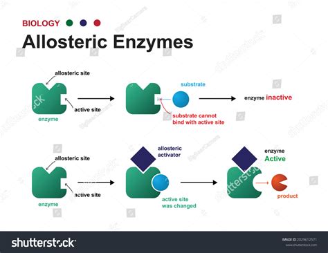 60 Allosteric Images Stock Photos Vectors Shutterstock