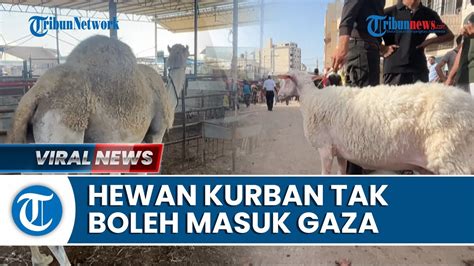 Video Update Israel Hamas Idf Larang Hewan Kurban Masuk Gaza Warga