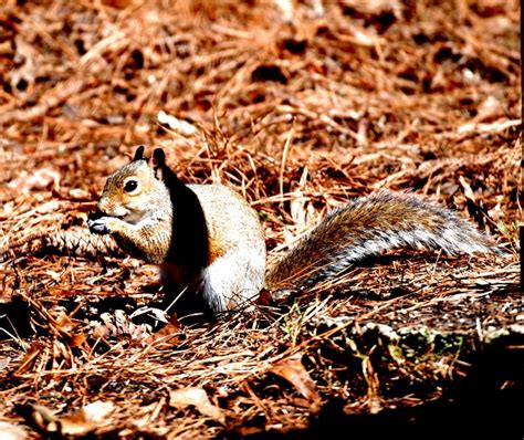 GRAY SQUIRRELS ARE GREAT ATHLETES | backyardwildlifeconnection