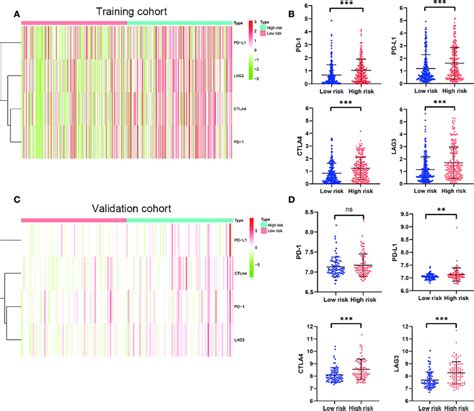 The Expression Of Immune Checkpoint Molecules Including Pd 1 Pd L1