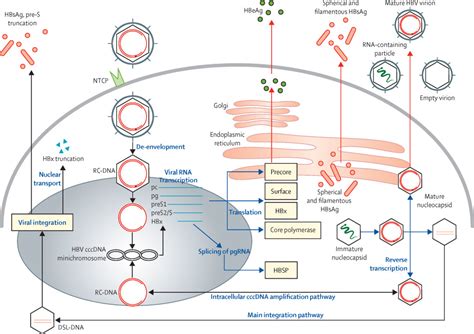 A Global Scientific Strategy To Cure Hepatitis B The Lancet Gastroenterology And Hepatology