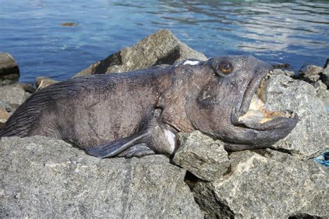 Wolffish A Z Animals