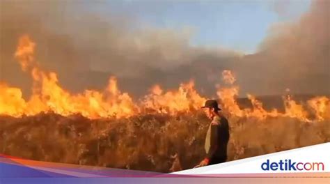 Kronologi Lengkap Flare Prewedding Picu Terbakarnya Bukit Teletubbies Bromo