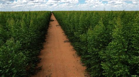 Inverbosques Plantaciones Forestales Comerciales Un Activo Para La