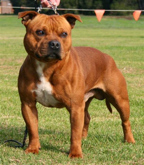 Staffordshire Bull Terrier Dog Breed Information