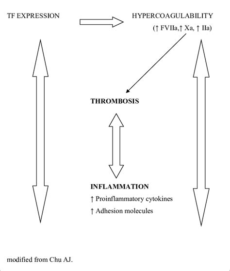 Vicious Circle Thrombosis Inflammation Thrombosis Download