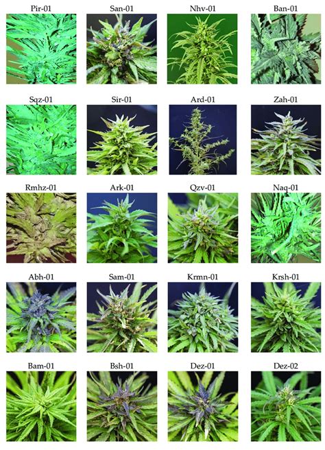 Diversity in female inflorescence of 20 natural cannabis populations ...