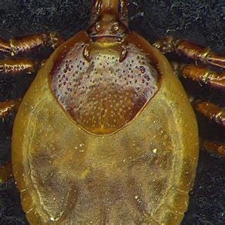 Vista Dorsal Y Ventral Del Macho De Amblyomma Calcaratum Cozem Ae