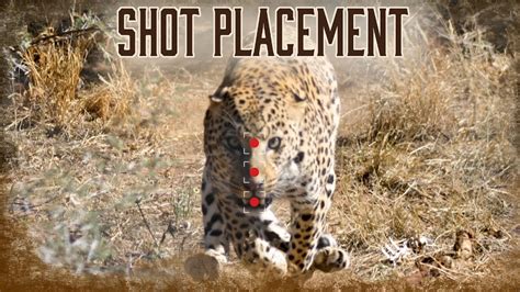 Shot Placement On Lions And Leopards 9 YouTube