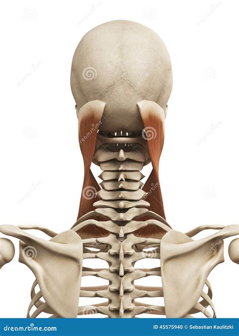 The sternocleidomastoid stock illustration. Illustration of physiology - 45575940