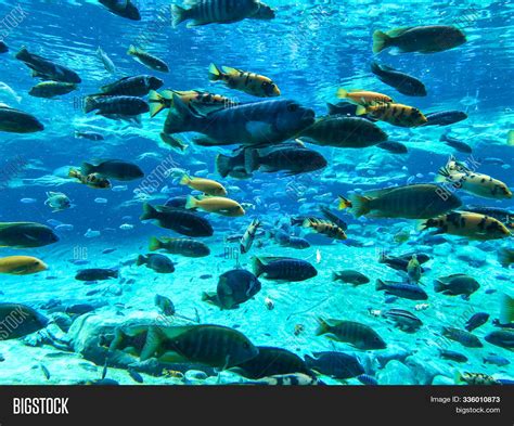 Under Sea Lots Fishes Image & Photo (Free Trial) | Bigstock