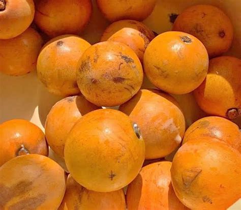 Five Interesting Health Benefits Of Agbalumo African Star Apple