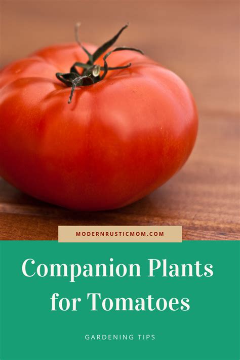 Companion Plants For Tomatoes