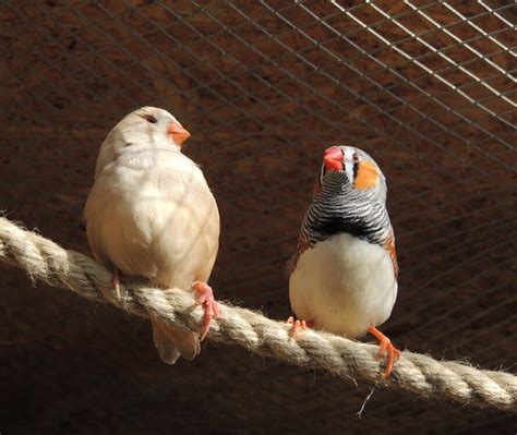 Zebra Finch care / Care | Ali's Menagerie