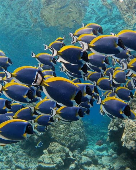 MALDIVES TRIBE’s on Instagram: “Let’s see those gorgeous looking “Surgeonfish”. 🌊🤿 . . . # ...