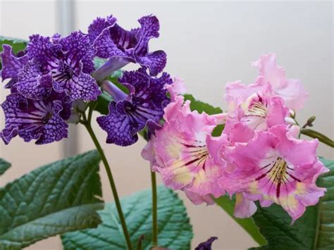 Skr Tnik Streptocarpus Odmiany Uprawa Rozmna Anie