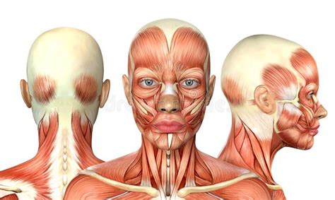 Anatomía Humana Músculos De La Cara Stock de ilustración