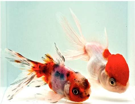 Oranda Goldfish Assorted Colors | Arizona Aquatic Gardens