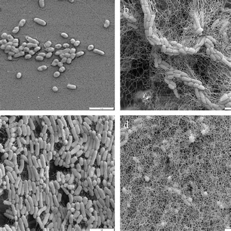 Scanning Electron Micrograph Images Of A Borkumensis Sk Wild Type And