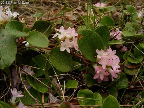 Epigaea repens (Trailing Arbutus): Minnesota Wildflowers