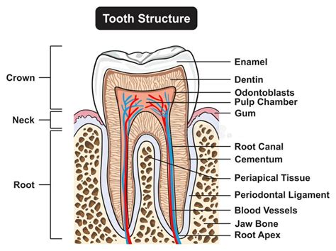 Human Tooth Structure Anatomy Infographic Diagram Stock Vector