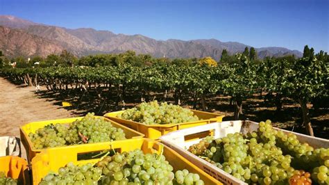 Gu A Finca El Porvenir Bodega Cafayate Salta Estilo Dv