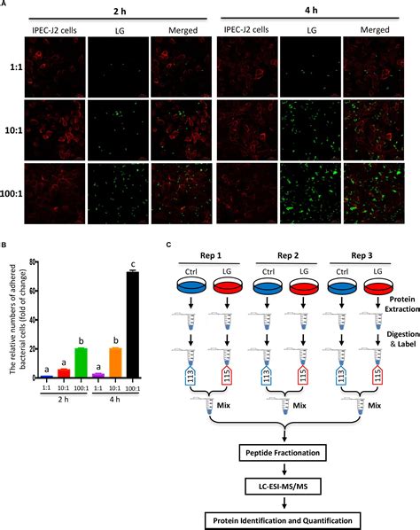 Frontiers Lactobacillus Gasseri La Activates The Oxidative