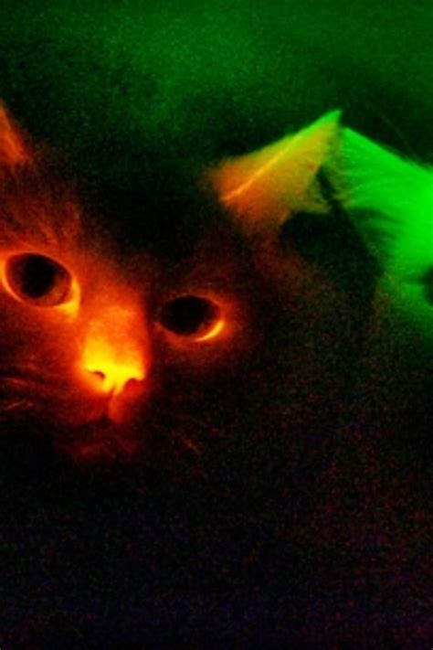 Bioluminescent Cats