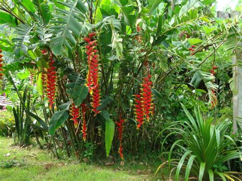 Caracter Sticas De La Rostrata Heliconia Consejos Para Mi Huerto