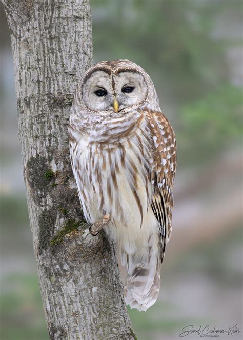 Chouette Rayée Barred Owl Strix Varia Samuel Cashman Kadri Flickr