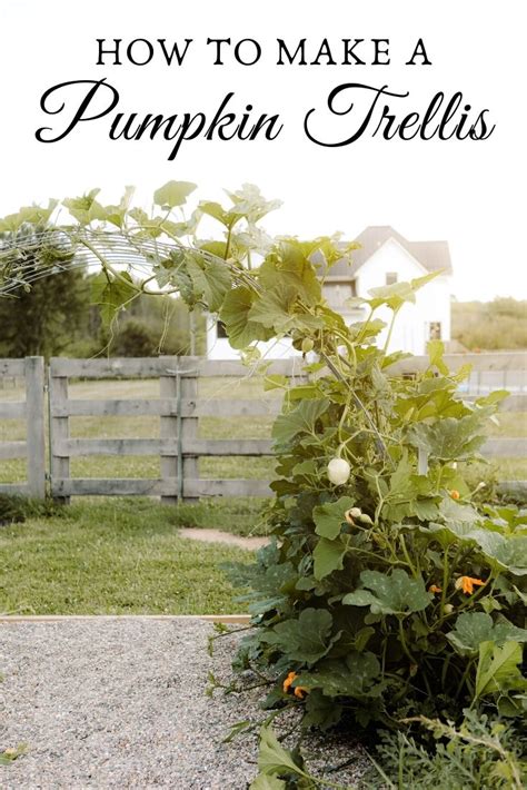 How To Make A Pumpkin Trellis Sugar Maple Farmhouse