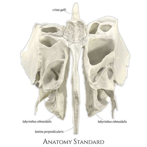 Ethmoid Bone The Frontal View Skull Anatomy Dental Fun Head Anatomy