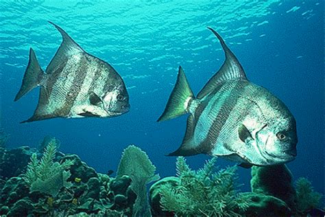 Atlantic spadefish